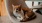 a cat lying on a chair
